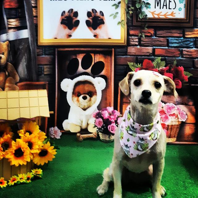 Cachorro claro com bandana no cenário de Dia das Mães