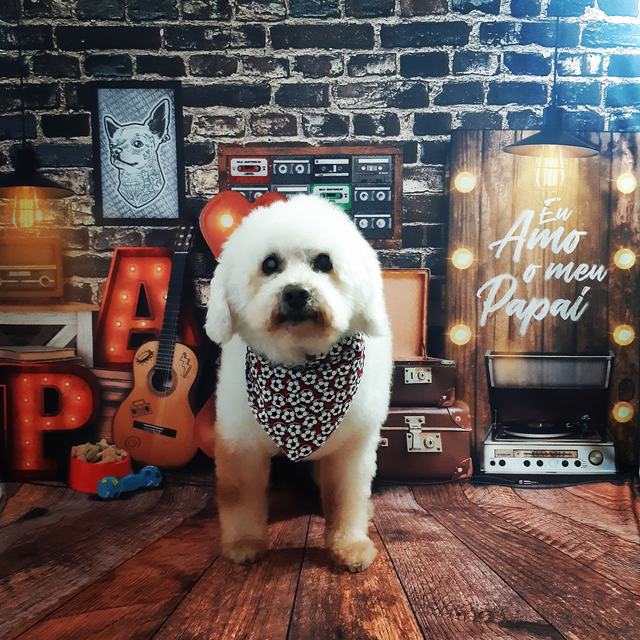 Cachorro branco de pelo encaracolado com bandana no cenário Dia dos Pais