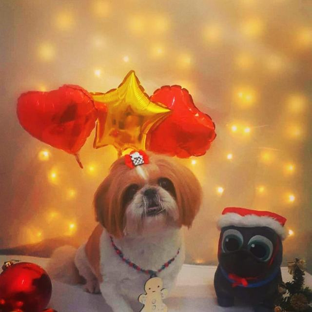Shih Tzu com balões de coração e estrela no cenário de Natal